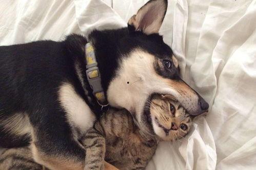 舞帝二哈爆料视频完整版